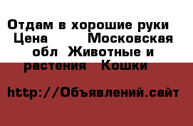 Отдам в хорошие руки › Цена ­ 10 - Московская обл. Животные и растения » Кошки   